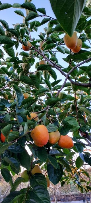 일동 풍경소리님의 가을 농장 자랑해주세요🧑‍🌾 · 참여글 작성글 사진