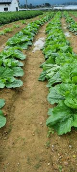 팜모닝 고구마·자유게시판 게시글 이미지