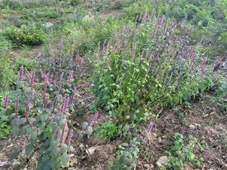 서성환님의 기타작물 · 영농일지 작성글 사진