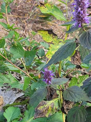 서성환님의 기타작물 · 영농일지 작성글 사진