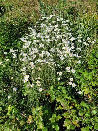 서성환님의 기타작물 · 영농일지 작성글 사진