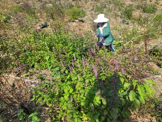 서성환님의 기타작물 · 영농일지 작성글 사진