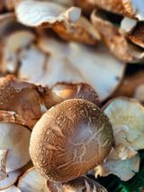 팜모닝 버섯·수확 게시글 이미지