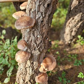 이형록님의 버섯 · 수확 작성글 사진