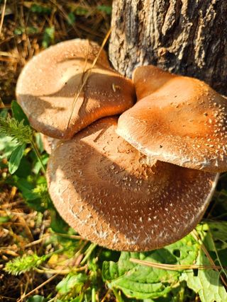 이형록님의 버섯 · 수확 작성글 사진