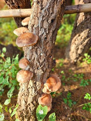 이형록님의 버섯 · 수확 작성글 사진