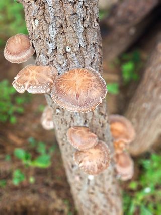 이형록님의 버섯 · 수확 작성글 사진