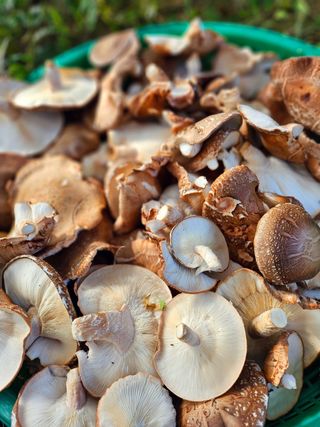 이형록님의 버섯 · 수확 작성글 사진