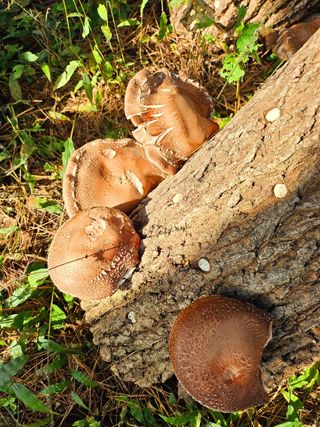 이형록님의 버섯 · 수확 작성글 사진