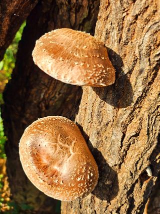 이형록님의 버섯 · 수확 작성글 사진