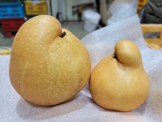 장재농원 최재석님의 배 · 영농일지 작성글 사진