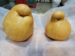 장재농원 최재석님의 배 · 영농일지 작성글 사진