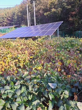 정자형님의 콩 · 자유게시판 작성글 사진