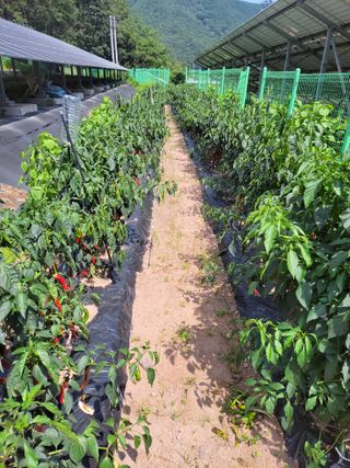 정자형님의 고추 · 병해충상담 작성글 사진