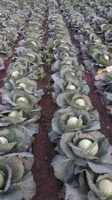 팜모닝 요즘 뜨는 신품종은? 💬·참여글 게시글 이미지