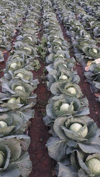 김형래님의 요즘 뜨는 신품종은? 💬 · 참여글 작성글 사진