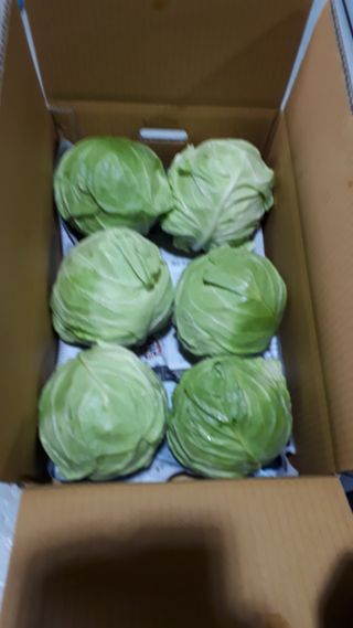 김형래님의 요즘 뜨는 신품종은? 💬 · 참여글 작성글 사진