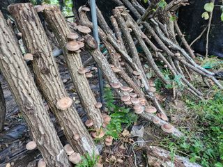 서원섭님의 자유주제 · 자유게시판 작성글 사진