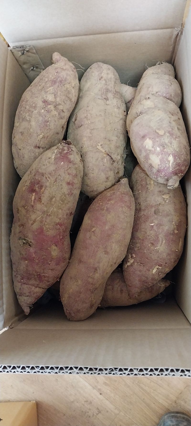 초록별천사님의 장터 판매 상품 [유기농 꿀고무마 10키로 3만원 택배비 별도] 첨부 사진