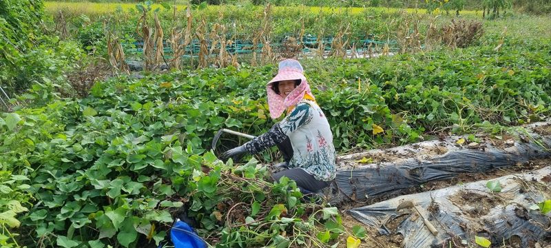 초록별천사님의 장터 판매 상품 [유기농 꿀고무마 10키로 3만원 택배비 별도] 첨부 사진