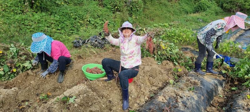 초록별천사님의 장터 판매 상품 [유기농 꿀고무마 10키로 3만원 택배비 별도] 첨부 사진
