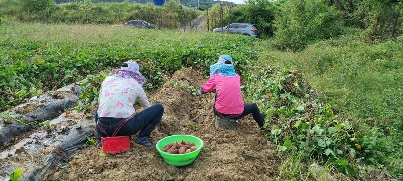 초록별천사님의 장터 판매 상품 [유기농 꿀고무마 10키로 3만원 택배비 별도] 첨부 사진