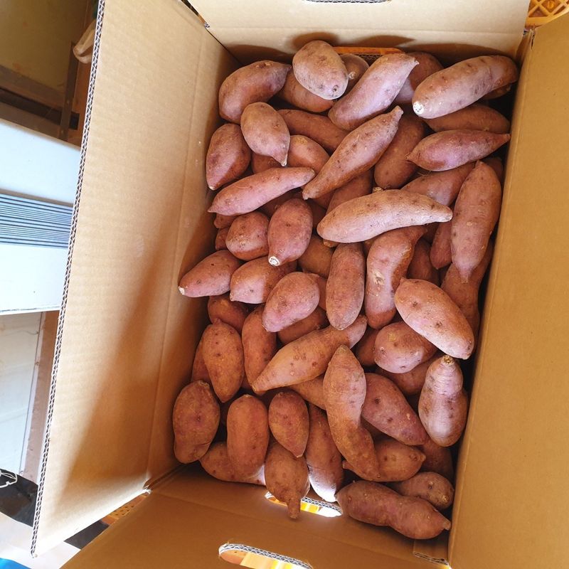 장터 상품 [꿀밤고구마 큰한입 26900] 썸네일