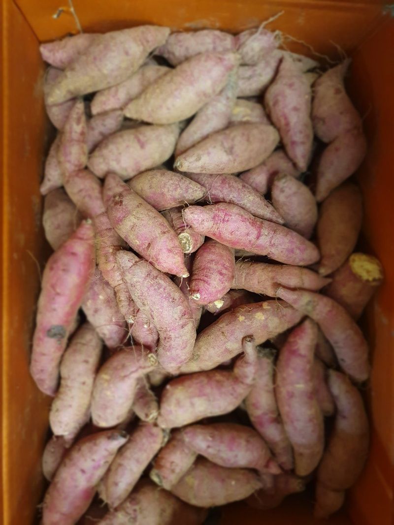 장금이1님의 장터 판매 상품 [꿀밤고구마 큰한입 26900] 첨부 사진