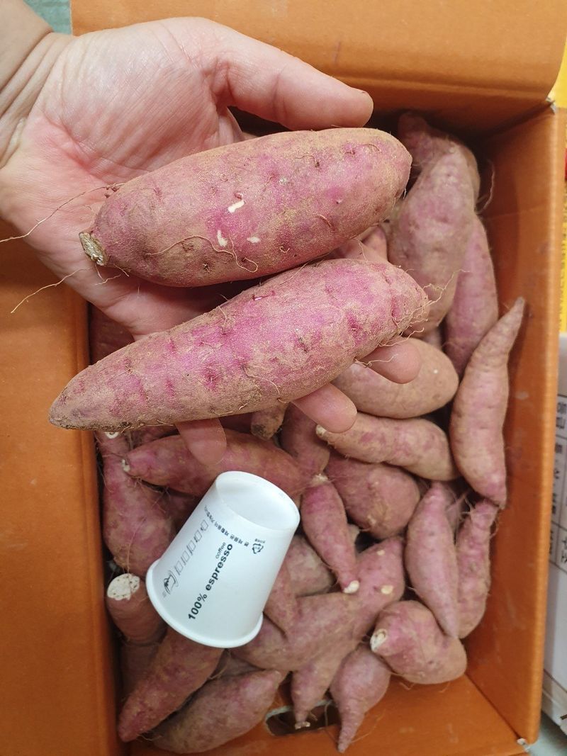 장금이1님의 장터 판매 상품 [꿀밤고구마 큰한입 26900] 첨부 사진