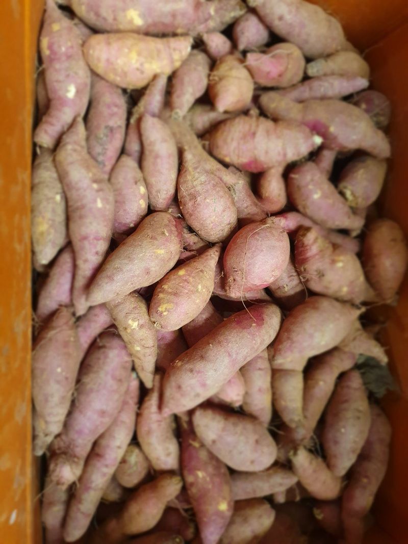 장금이1님의 장터 판매 상품 [꿀밤고구마 큰한입 26900] 첨부 사진