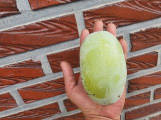 알 수 없음님의 요즘 뜨는 신품종은? 💬 · 참여글 작성글 사진