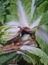 팜모닝 배추·병해충상담 게시글 이미지