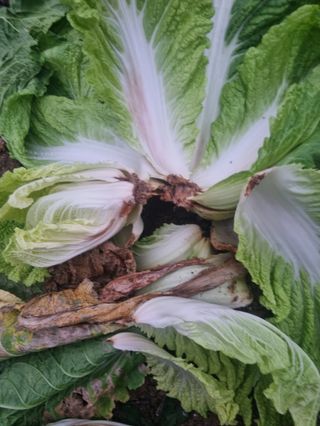 백종희님의 배추 · 병해충상담 작성글 사진