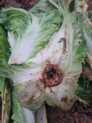 백종희님의 배추 · 병해충상담 작성글 사진