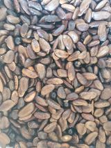 팜모닝 요즘 뜨는 신품종은? 💬·참여글 게시글 이미지