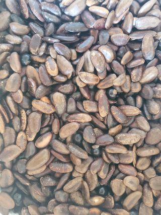 알 수 없음님의 요즘 뜨는 신품종은? 💬 · 참여글 작성글 사진