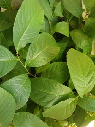 알 수 없음님의 요즘 뜨는 신품종은? 💬 · 참여글 작성글 사진