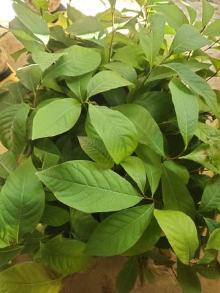 알 수 없음님의 요즘 뜨는 신품종은? 💬 · 참여글 작성글 사진