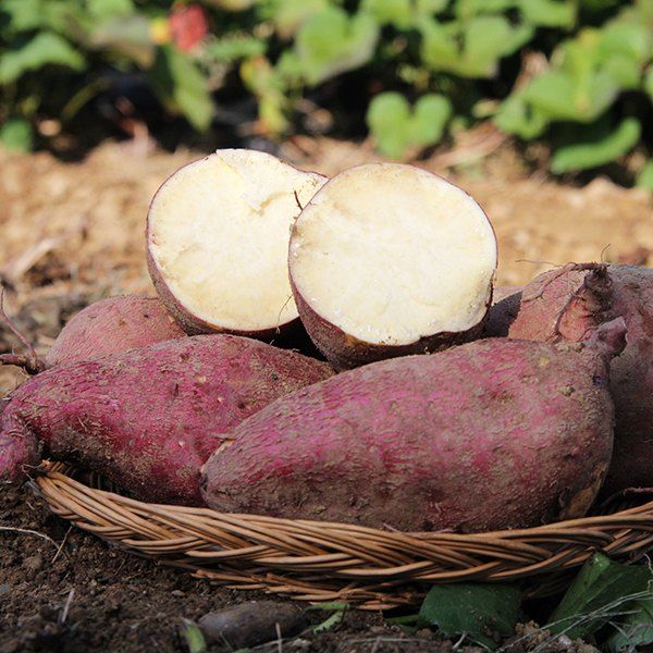 금호농장님의 장터 판매 상품 [금호농장 해남 친환경 무농약 세척 꿀고구마 베니하루카 3kg 5kg 10kg 판매합니다.] 첨부 사진