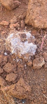 팜모닝 고구마·병해충상담 게시글 이미지