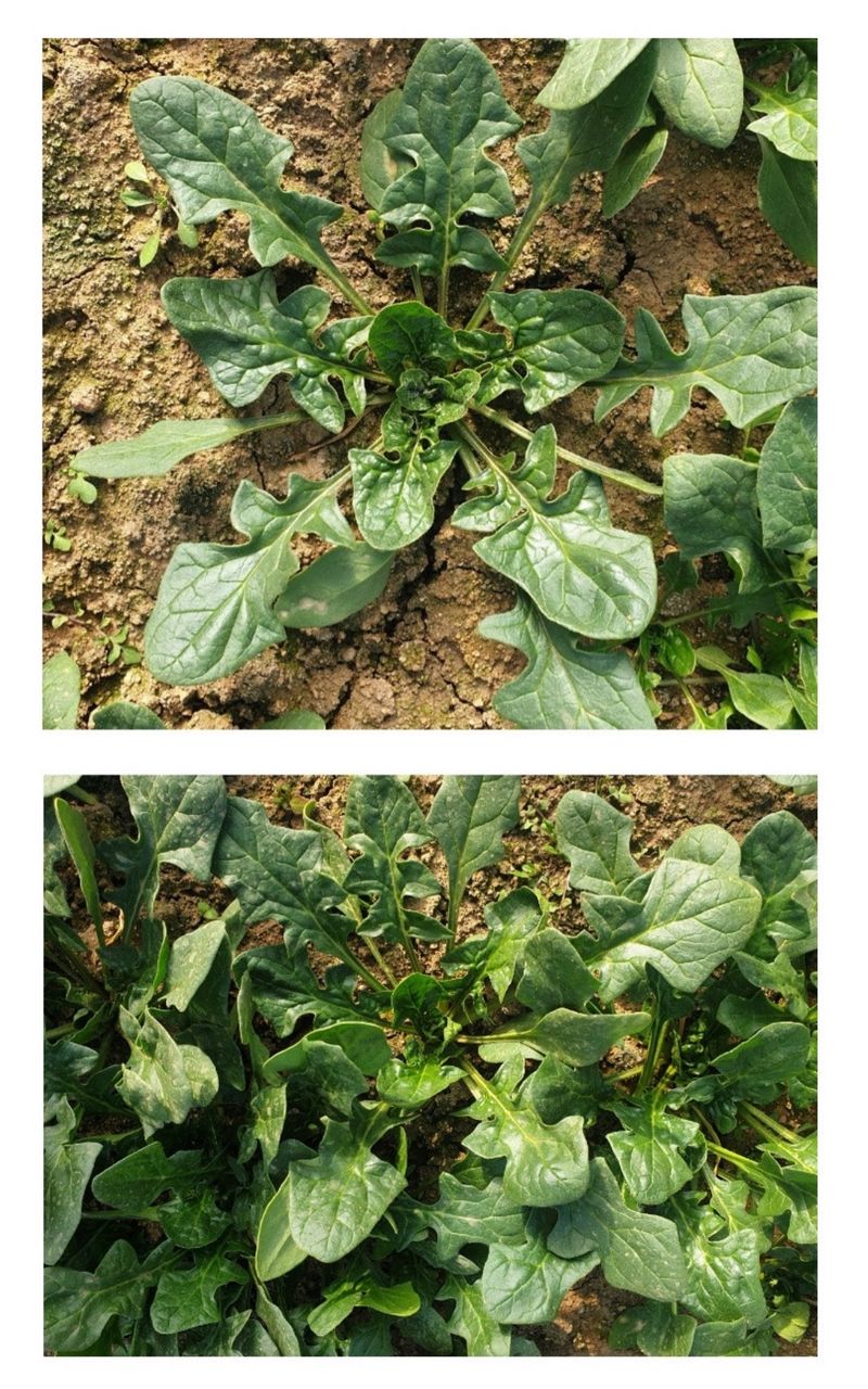 주주씨앗님의 장터 판매 상품 [땅딸이시금치씨앗 35g 겨울 월동 재래종 섬초] 첨부 사진