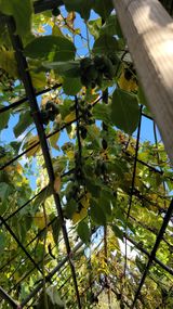 팜모닝 요즘 뜨는 신품종은? 💬·참여글 게시글 이미지