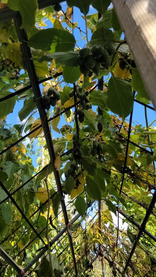 방랑삿갓님의 요즘 뜨는 신품종은? 💬 · 참여글 작성글 사진