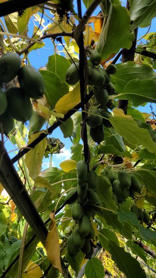 방랑삿갓님의 요즘 뜨는 신품종은? 💬 · 참여글 작성글 사진