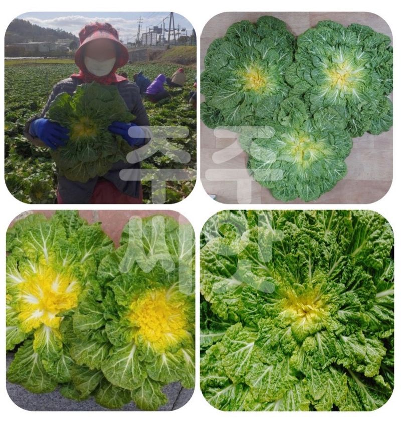 주주씨앗님의 장터 판매 상품 [봄동씨앗 20g 3봉세트 겨울 월동 채소] 첨부 사진