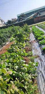 팜모닝 요즘 뜨는 신품종은? 💬·참여글 게시글 이미지