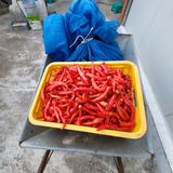 팜모닝 고추·영농일지 게시글 이미지