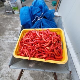 오케바리(옥경종)님의 고추 · 영농일지 작성글 사진