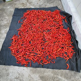 오케바리(옥경종)님의 고추 · 영농일지 작성글 사진