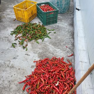 오케바리(옥경종)님의 고추 · 영농일지 작성글 사진